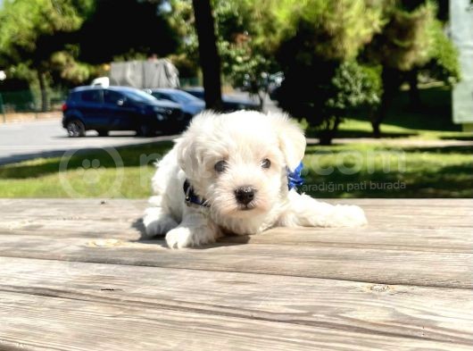 Tatlı Maltese Terrier görsel