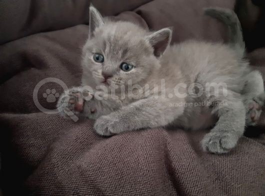 Kızımız Lola Yeni Yuvasını Arıyor görsel