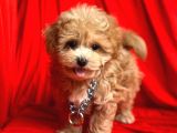 Safkan Malti̇poo Yavrularımız