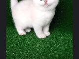 Dişi Kedi Arıyorum En Fazla 7/8 Aylık