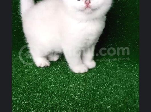 Dişi Kedi Arıyorum En Fazla 7/8 Aylık görsel