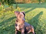 2,5 Aylık Amerikan Bully Xl Scrli