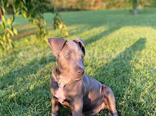 2,5 Aylık Amerikan Bully Xl Scrli