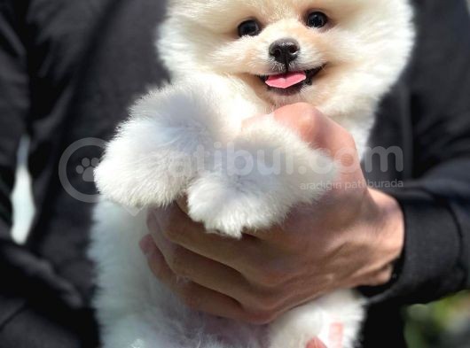 Ayı Surat Pomeranian Boo Yavrularımız