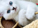 Dişi Kedi Arıyorum En Fazla 7/8 Aylık