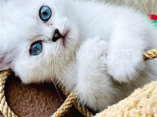 Dişi Kedi Arıyorum En Fazla 7/8 Aylık görsel