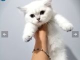 Dişi Kedi Arıyorum En Fazla 7/8 Aylık