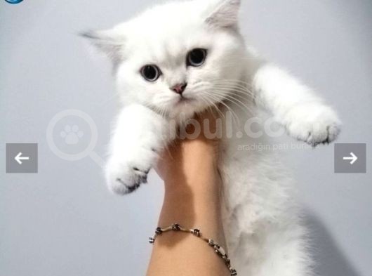 Dişi Kedi Arıyorum En Fazla 7/8 Aylık görsel