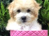 Apricot Toy Poodle Yavrumuz
