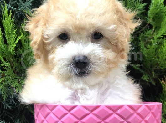 Apricot Toy Poodle Yavrumuz görsel