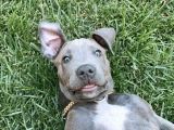 2,5 Aylık Amerikan Bully Xl Scrli