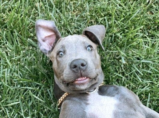 2,5 Aylık Amerikan Bully Xl Scrli görsel