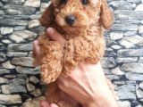 Tüy Yumağı Sevimli Red & Apricot & Redbrown Toy Poodle