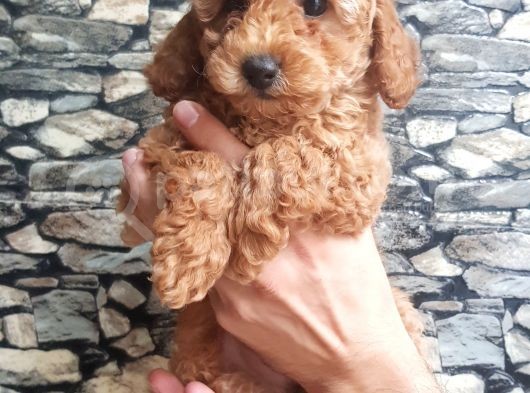 Tüy Yumağı Sevimli Red & Apricot & Redbrown Toy Poodle görsel