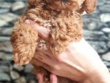 Tüy Yumağı Sevimli Red & Apricot & Redbrown Toy Poodle
