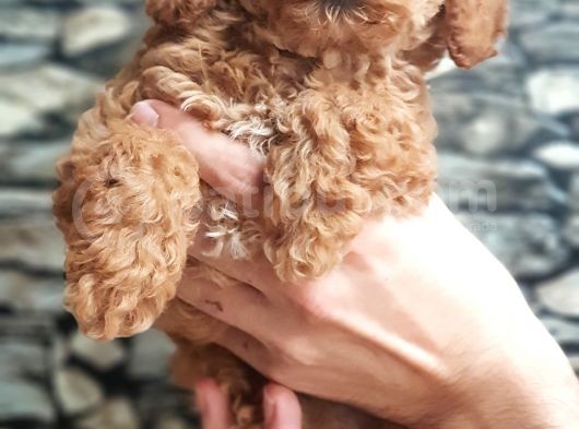 Tüy Yumağı Sevimli Red & Apricot & Redbrown Toy Poodle görsel