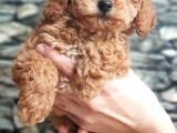 Tüy Yumağı Sevimli Red & Apricot & Redbrown Toy Poodle