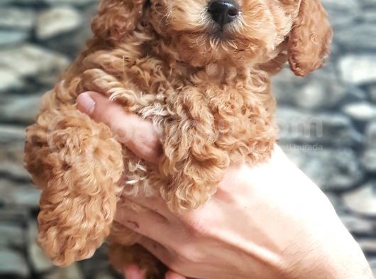 Tüy Yumağı Sevimli Red & Apricot & Redbrown Toy Poodle