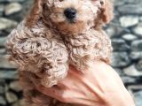 Tüy Yumağı Sevimli Light Red Dişi Toy Poodle
