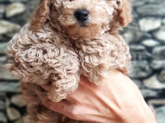 Tüy Yumağı Sevimli Light Red Dişi Toy Poodle görsel