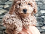 Tüy Yumağı Sevimli Light Red Dişi Toy Poodle