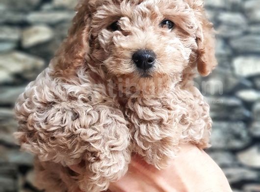 Tüy Yumağı Sevimli Light Red Dişi Toy Poodle