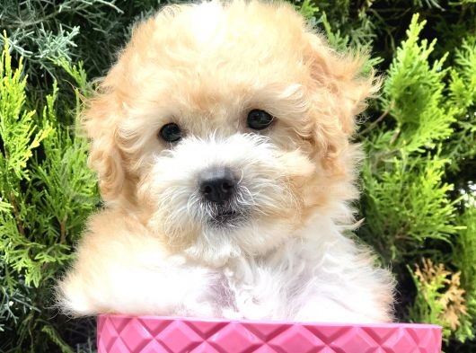 Apricot Toy Poodle Yavrumuz görsel
