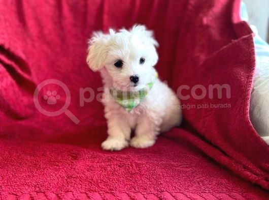 Tatlı Tadında Maltipoo Yavruları görsel