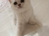 Dişi Kedi Arıyorum En Fazla 7/8 Aylık