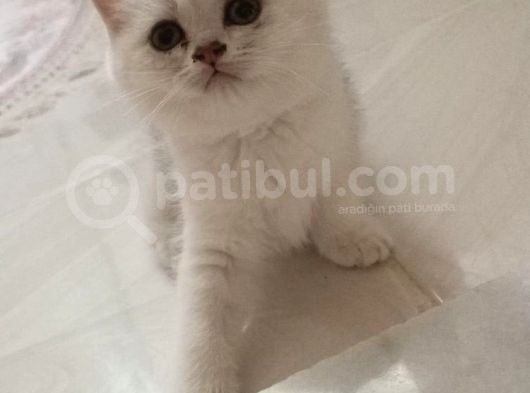 Dişi Kedi Arıyorum En Fazla 7/8 Aylık görsel