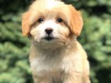 Xsmall Maltıpoo Yavrumuz