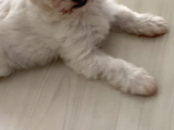 Maltese Yavrular