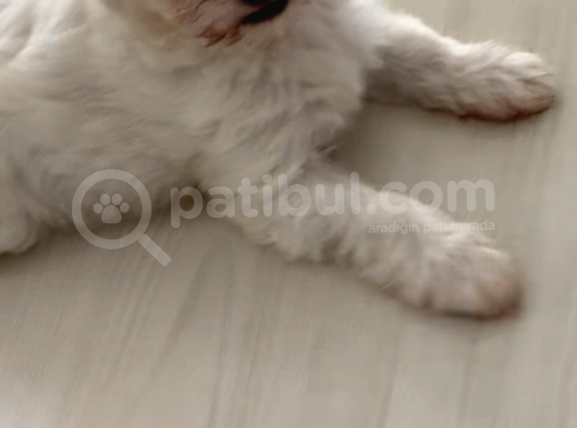 Maltese Yavrular görsel