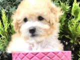 Apricot Toy Poodle Yavrumuz