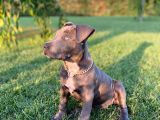 2,5 Aylık Amerikan Bully Xl Scrli