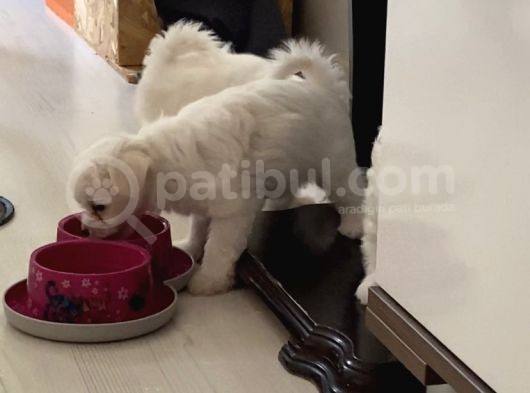 Maltese Yavrular görsel