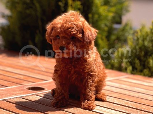Toy Poodle Yavrular görsel