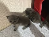 British Scottish Shorthair Bebekler
