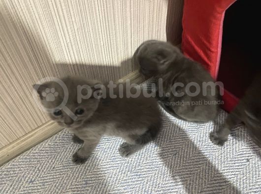 British Scottish Shorthair Bebekler görsel