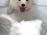 Maltese Yavrular