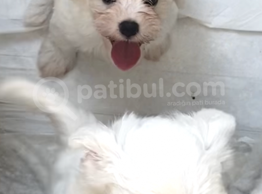Maltese Yavrular