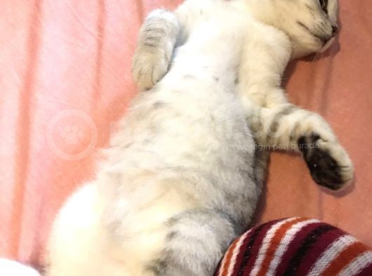 Sosyal Ve Sağlıklı Yavrular İçin Mesaj Atınız