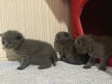 British Scottish Shorthair Bebekler