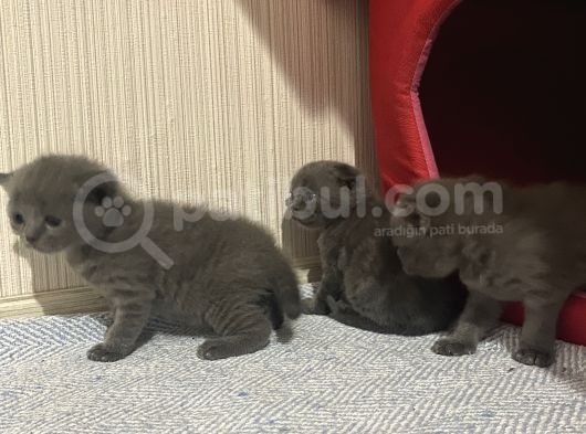 British Scottish Shorthair Bebekler görsel