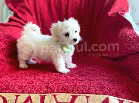 Tatlı Tadında Maltipoo Yavruları görsel