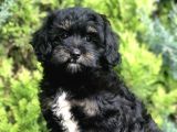 Özel Renk Phantom Toy Poodle Yavrumuz