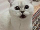 Dişi Kedi Arıyorum En Fazla 7/8 Aylık