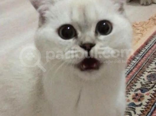 Dişi Kedi Arıyorum En Fazla 7/8 Aylık görsel