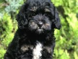 Özel Renk Phantom Toy Poodle Yavrumuz