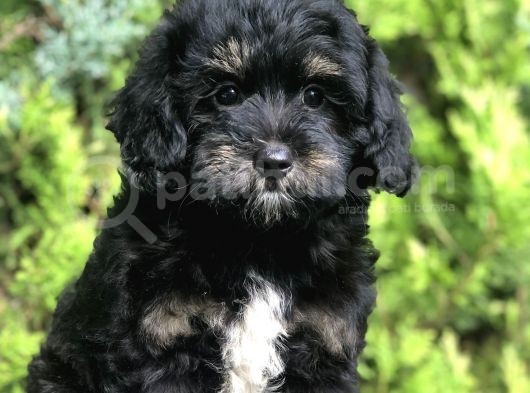 Özel Renk Phantom Toy Poodle Yavrumuz görsel